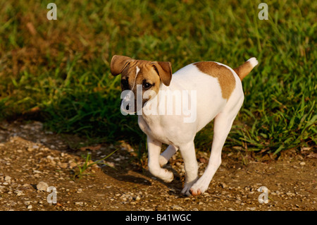 Jack-Russell-Terrier Welpen laufen Stockfoto