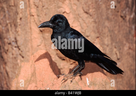 Dschungel Krähe Corvus Macrorhynchos Erwachsenen Ranthambore Nationalpark Indien Stockfoto