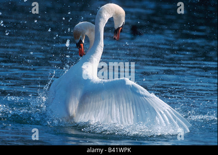 Höckerschwan Cygnus Olor Männchen kämpfen Flachsee Aargau Schweiz Stockfoto