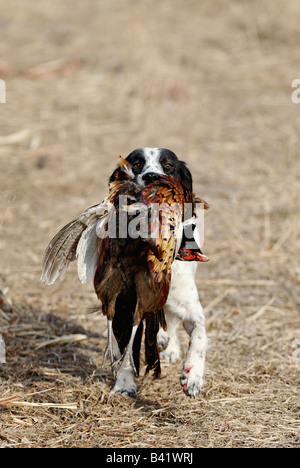 Französische Bretagne Abrufen von Toten Fasan Kansas Stockfoto