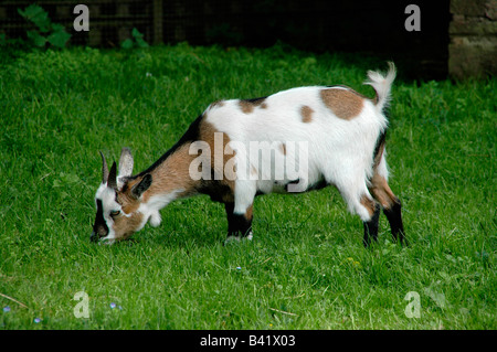 Eine Zwergziege weidet in einem Feld. Stockfoto