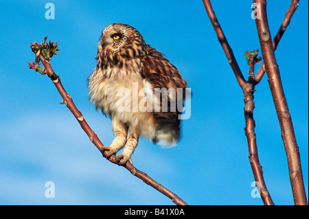 Short-eared Eule Asio Flammeus Erwachsenen thront Österreich Stockfoto