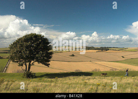 Spaziergang mit dem Hund auf den South Downs - Chanctonbury Ring (am Horizont) und der South Downs von Cissbury Ring, West Sussex. Stockfoto