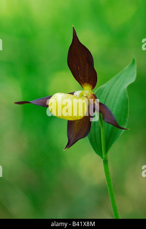 Gelbe Frauenschuh Cypripedium Calceolus blühen Schweiz Stockfoto