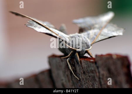 Eine Pappel Hawk Moth Laothoe populi Stockfoto