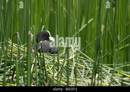 Erwachsenen Blässhuhn Fulica Atra sitzen auf Nest im Schilf Stockfoto