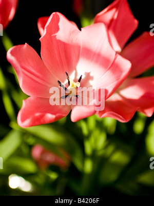 Eine rote Blume öffnen im Sonnenlicht Stockfoto