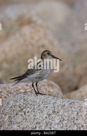 Alpenstrandläufer Calidris Alpina allein auf Felsen an der Küste in Scilly-Inseln Stockfoto