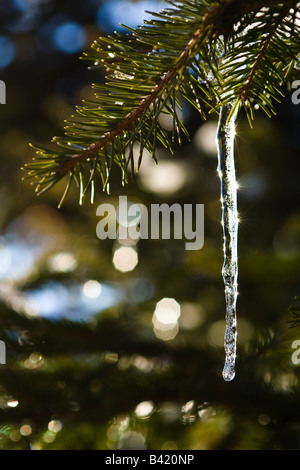 Eine glitzernde Eiszapfen hängen von einer Tanne Zweig glitzert in der späten Nachmittagssonne. Stockfoto