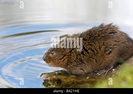 Wasser-Wühlmaus Arvicola Terrestris am Rand des stream Stockfoto