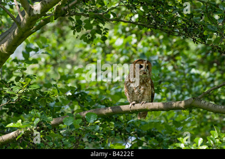 Waldkauz: Strix Aluco. Schlafplatz im Laufe des Tages. Stockfoto