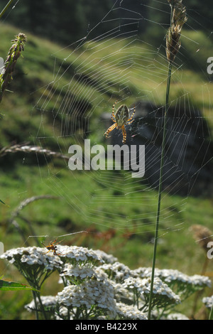 Ragno Spinne männlich weiblich Web Ragnatela Parco Nazionale Gran Paradiso Herbetet Valnontey Valle d Aosta Italia Italien controluce Stockfoto