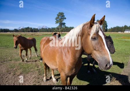 Ranch Pferde auf einer Weide Weide in der Nähe von Schwestern, Oregon. Drei Schwestern Gipfel sind im Hintergrund Stockfoto