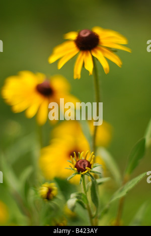 Black Eyed Susans in einem Prärie-Garten Stockfoto