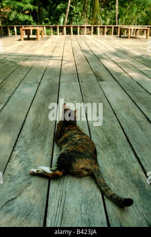 Eine Katze, die im Schatten auf einige Holzbretter chillen Stockfoto