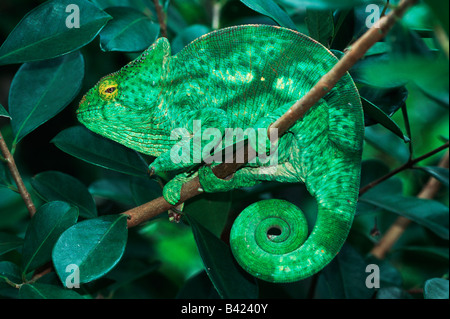 Parson es riesige Chamäleon Calumma Parsonii Erwachsener im Baum Madagaskar-Afrika Stockfoto