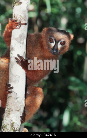 Rotbauch-Lemur Eulemur Rubriventer Erwachsener im Baum Madagaskar-Afrika Stockfoto