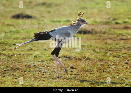 Sekretär Vogel Schütze Serpentarius Erwachsenen gehen Masai Mara Kenia Afrika Stockfoto