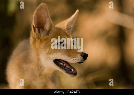 In der Nähe von Coyote Pup. Stockfoto