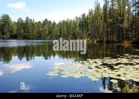 See mit Seerosen Stockfoto