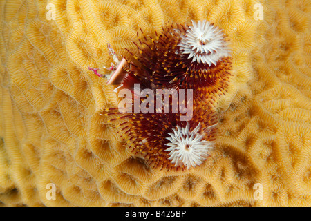 Einen bunten roten, gelben und weißen Weihnachtsbaum Wurm mit voll ausgefahrenen Tentakeln auf skaliert Salat Coral. Stockfoto