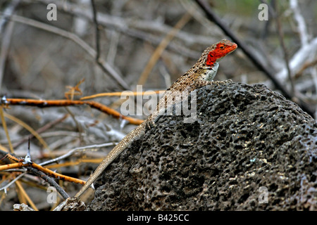 Lava-Eidechse (Tropidurus Grayi aka Microlophus Grayi) auf Vulkangestein, Insel Floreana, Galápagos-Archipel. Stockfoto