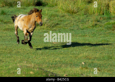 Einzelne helle braune Dartmoor Pony herumlaufen mit voller Geschwindigkeit auf das offene moor Stockfoto