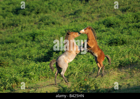 Zwei Dartmoor-Ponys zusammen zu spielen und gegeneinander Aufzucht Stockfoto