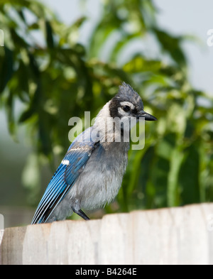 Bluejay, Cyanocitta cristata thront auf einem Holz Zaun. Oklahoma, USA. Stockfoto