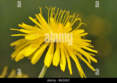 Glatte Falken Bart Crepis Capillaris Nahaufnahme Blume Stockfoto