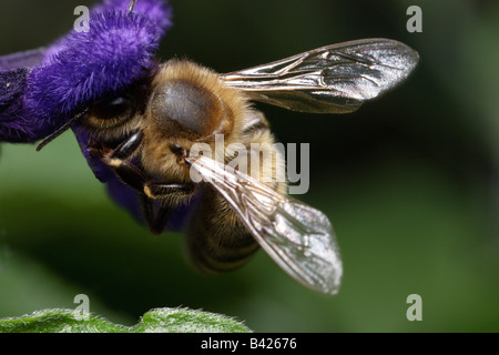 Honigbiene (Apis mellifera) Fütterung auf eine Salvia Blume. Was für ein geniales Design diese Blumen haben, perfekt für Bestäubung Stockfoto