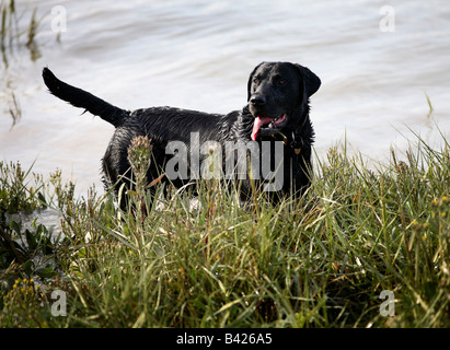 Ein schwarzer Retriever im Wasser Stockfoto