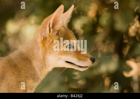 Profil von Coyote Pup. Stockfoto