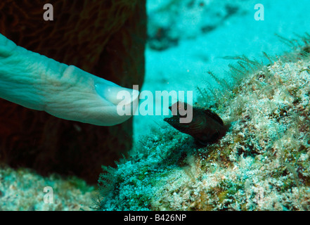 Männliche Segelkärpflinge Blenny sein Territorium aus seinem Bau zu schützen und ein Zeigefinger als vermeintliche Eindringling anzugreifen. Stockfoto