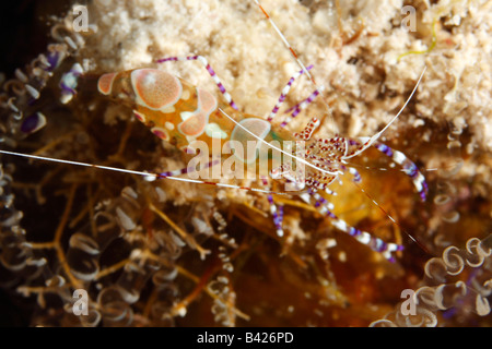 Ein Makro entdeckt Putzergarnelen in einem Korallenriff Hohlraum mit Tentakeln der Korkenzieher Anemone. Stockfoto