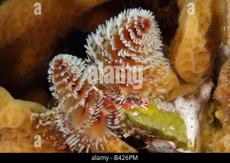 Eine Nahaufnahme Bild des einen Weihnachtsbaum Wurm eingebettet in die Oberfläche des skaliert Salat Coral Stockfoto