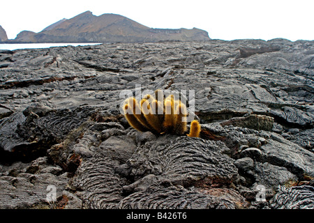 Lava-Kaktus (Brachycereus Nesioticus) die einzige Art der Gattung Brachycereus, findet sich nur auf Bartolomé Insel Galapagos Stockfoto