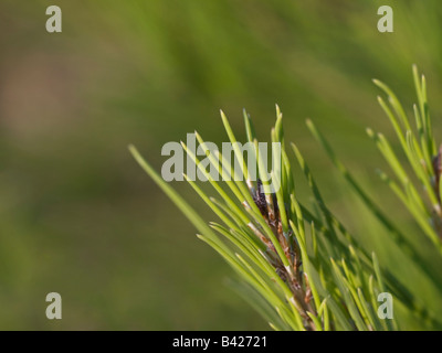 Eine Nahaufnahme von einem Kiefer-Ast. Stockfoto