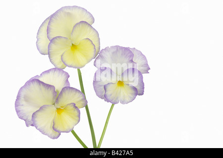 Drei Viola Etain Blumen Stockfoto