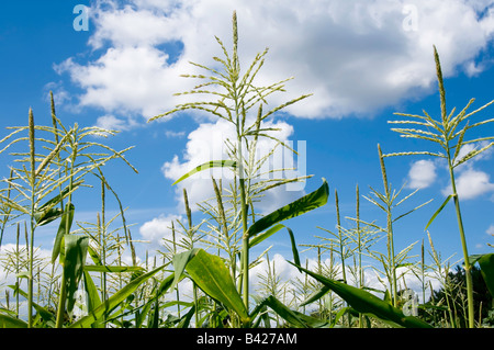 Quasten auf Maisstroh gegen einen Sommerhimmel Stockfoto