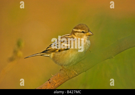 weiblicher Haussperling Stockfoto