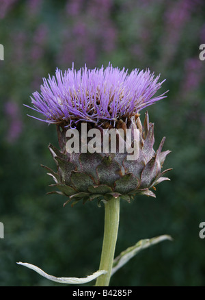 Karde (Cynara Cardunculus) Stockfoto