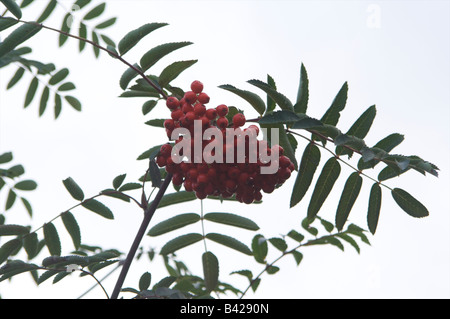 Blatt Blätter grüner Zweig Photosynthese Pflanze Garten Eberesche Hexen rote Beeren im Herbst Eberesche Stockfoto