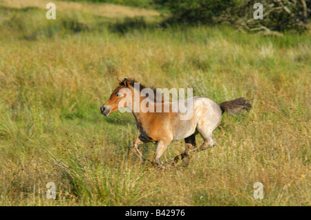 Einzelne helle braune Dartmoor Pony herumlaufen mit voller Geschwindigkeit auf das offene moor Stockfoto