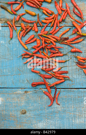 Rote Chilis Trocknen auf einem blauen Wagen Stockfoto