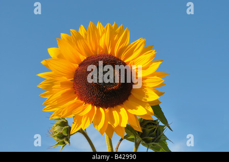 Sonnenblume 0810 Stockfoto