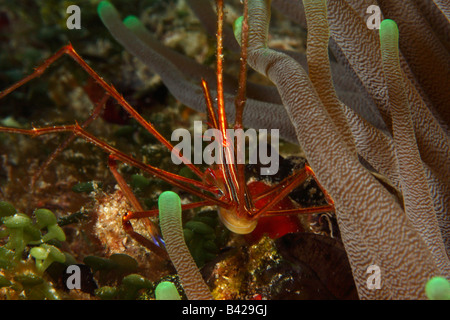 Eine Nahaufnahme einer Yellowline Pfeilspitze Krabbe im Korallenriff Hohlraum versteckt sich hinter den Tentakeln einer riesigen Anemone. Stockfoto