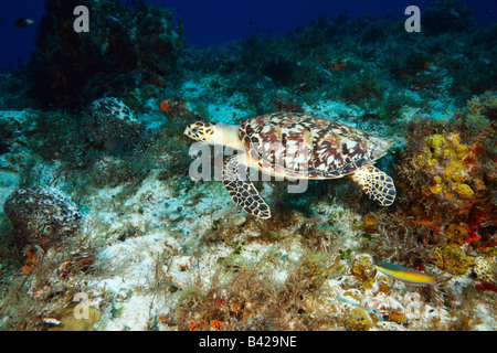 Eine echte Karettschildkröte Schwimmen gegen die Meeresströmung entlang dem Korallenriff mit Weichkorallen und Fischen im Vordergrund. Stockfoto