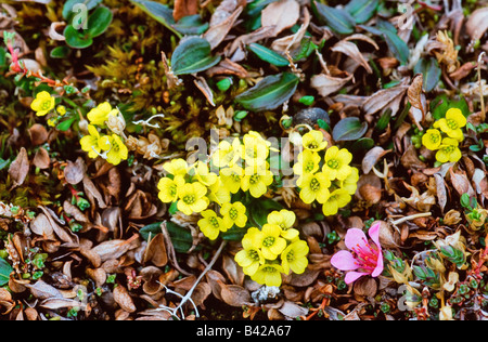 Alpine Whitlowgrass und lila Steinbrech auf der Tundra Felsenblümchen Alpina Saxifraga oppositifolia Stockfoto