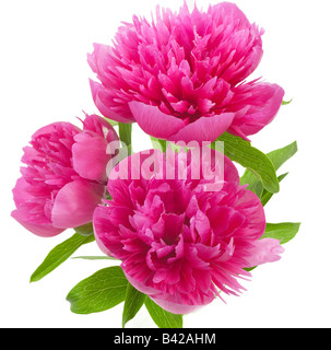 Cerise Pink Pfingstrose Blumen Stockfoto